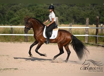 PRE Mix, Hengst, 8 Jaar, 165 cm, Bruin