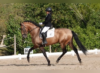 PRE, Hengst, 8 Jaar, 165 cm, Falbe