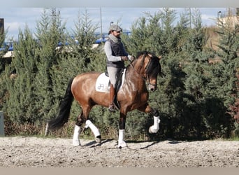 PRE, Hengst, 8 Jaar, 165 cm, Falbe