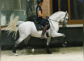 PRE Mix, Hengst, 8 Jaar, 165 cm, Schimmel