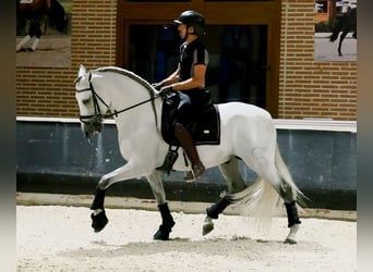 PRE Mix, Hengst, 8 Jaar, 165 cm, Schimmel