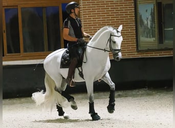 PRE Mix, Hengst, 8 Jaar, 165 cm, Schimmel
