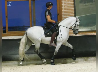 PRE Mix, Hengst, 8 Jaar, 165 cm, Schimmel