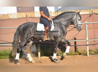 PRE, Hengst, 8 Jaar, 166 cm