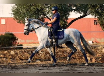 PRE, Hengst, 8 Jaar, 166 cm, Schimmel