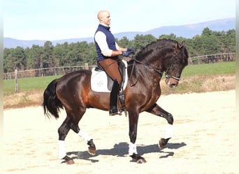 PRE Mix, Hengst, 8 Jaar, 167 cm, Bruin
