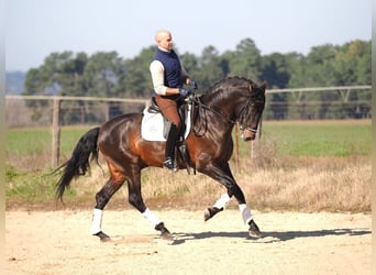 PRE Mix, Hengst, 8 Jaar, 167 cm, Bruin