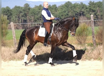 PRE Mix, Hengst, 8 Jaar, 167 cm, Bruin