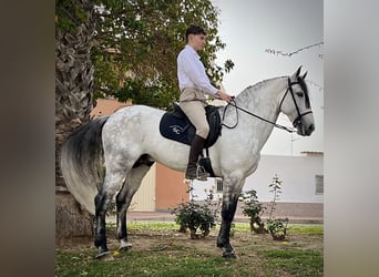 PRE, Hengst, 8 Jaar, 167 cm, Schimmel