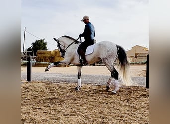 PRE, Hengst, 8 Jaar, 167 cm, Schimmel