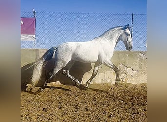 PRE, Hengst, 8 Jaar, 167 cm, Schimmel