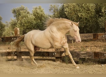 PRE, Hengst, 8 Jaar, 168 cm, Perlino