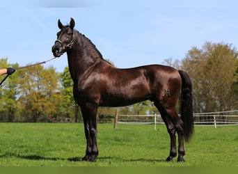 PRE Mix, Hengst, 8 Jaar, 168 cm