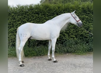 PRE, Hengst, 8 Jaar, 168 cm, Schimmel