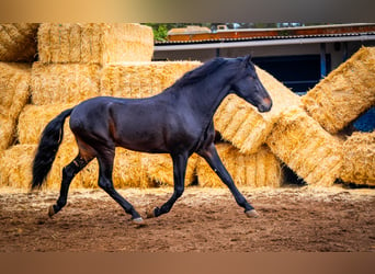 PRE Mix, Hengst, 8 Jaar, 168 cm, Zwart