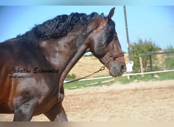 PRE, Hengst, 8 Jaar, 168 cm, Zwartbruin