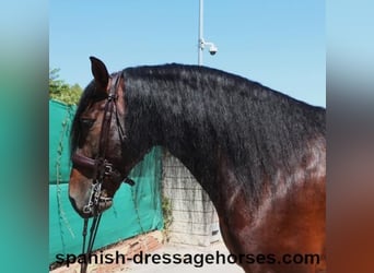 PRE Mix, Hengst, 8 Jaar, 170 cm, Bruin