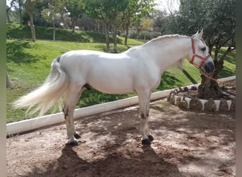 PRE Mix, Hengst, 8 Jaar, 170 cm, Schimmel