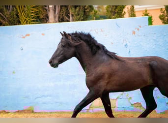 PRE Mix, Hengst, 8 Jaar, 170 cm, Zwart