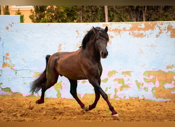 PRE Mix, Hengst, 8 Jaar, 170 cm, Zwart