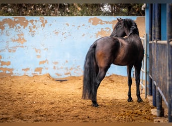 PRE Mix, Hengst, 8 Jaar, 170 cm, Zwart