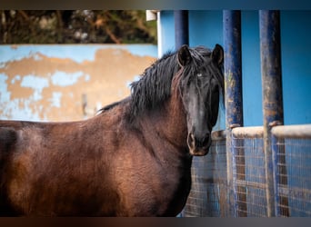 PRE Mix, Hengst, 8 Jaar, 170 cm, Zwart