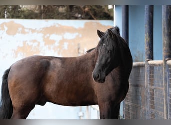 PRE Mix, Hengst, 8 Jaar, 170 cm, Zwart