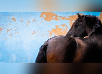 PRE Mix, Hengst, 8 Jaar, 170 cm, Zwart