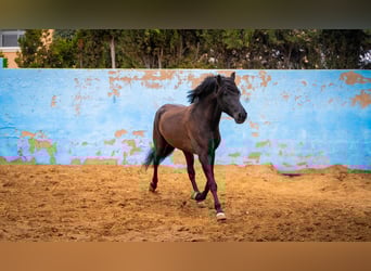 PRE Mix, Hengst, 8 Jaar, 170 cm, Zwart