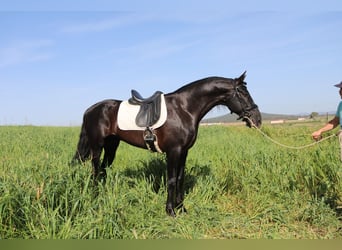 PRE Mix, Hengst, 8 Jaar, 170 cm, Zwart
