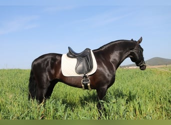 PRE Mix, Hengst, 8 Jaar, 170 cm, Zwart