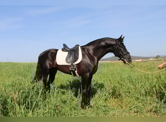 PRE Mix, Hengst, 8 Jaar, 170 cm, Zwart