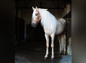 PRE, Hengst, 8 Jaar, 171 cm, Palomino