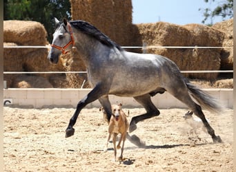 PRE Mix, Hengst, 8 Jaar, 171 cm, Schimmel