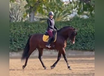 PRE Mix, Hengst, 8 Jaar, 172 cm, Bruin