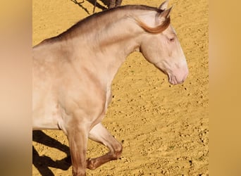 PRE, Hengst, 8 Jaar, 172 cm, Perlino