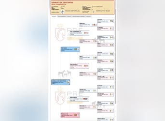 PRE Mix, Hengst, 8 Jaar, 173 cm, Schimmel