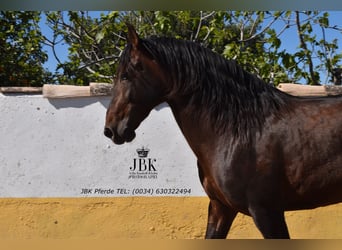 PRE Mix, Hengst, 8 Jaar, 174 cm, Bruin