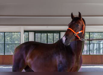 PRE, Hengst, 8 Jaar, Bruin