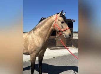 PRE Mix, Hengst, 8 Jahre, 157 cm, Buckskin