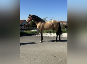 PRE Mix, Hengst, 8 Jahre, 157 cm, Buckskin