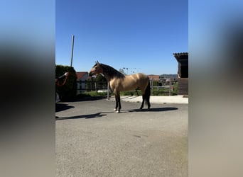 PRE Mix, Hengst, 8 Jahre, 157 cm, Buckskin