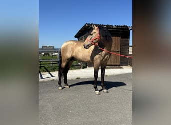 PRE Mix, Hengst, 8 Jahre, 157 cm, Buckskin