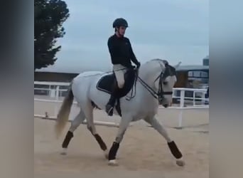 PRE Mix, Hengst, 8 Jahre, 158 cm, Apfelschimmel