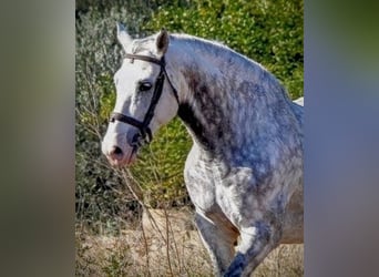 PRE Mix, Hengst, 8 Jahre, 158 cm, Schimmel PRE Mix, Hengst, 8 Jahre, 158 cm, Schimmel