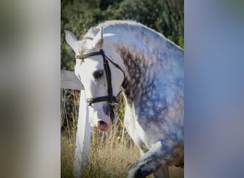 PRE Mix, Hengst, 8 Jahre, 158 cm, Schimmel PRE Mix, Hengst, 8 Jahre, 158 cm, Schimmel
