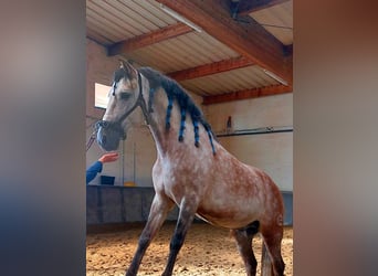 PRE, Hengst, 8 Jahre, 159 cm, Apfelschimmel