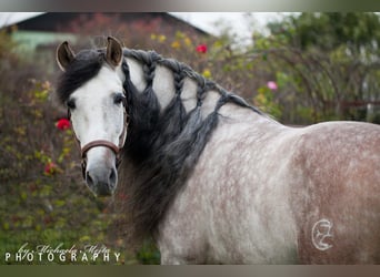 PRE, Hengst, 8 Jahre, 159 cm, Apfelschimmel