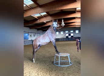 PRE, Hengst, 8 Jahre, 159 cm, Apfelschimmel