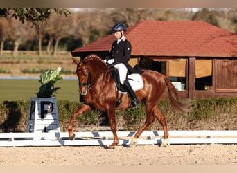 PRE Mix, Hengst, 8 Jahre, 160 cm, Fuchs
